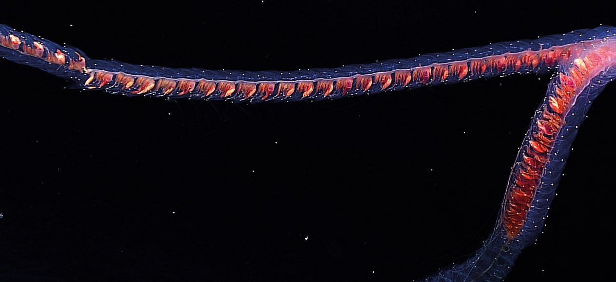 close up view of a siphonophore