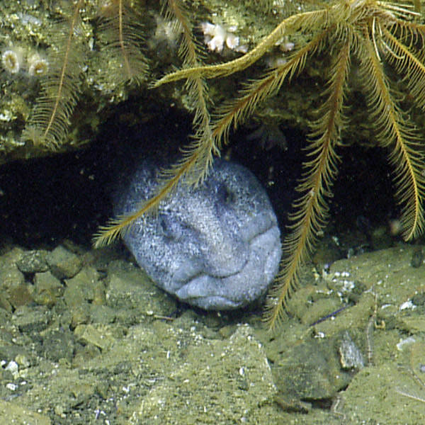 wolf eel in its hiding place among the rocks