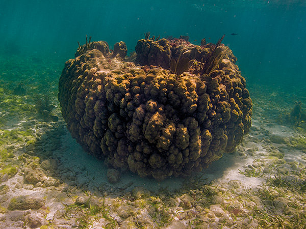 large coral head in key largo