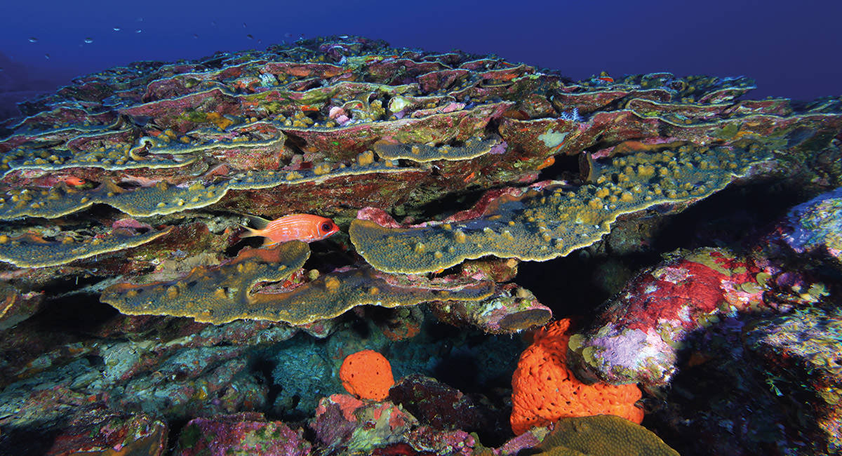 coral reef in flower garden banks National Marine Sanctuary