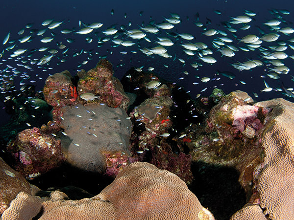 school of fish swimming over a reef