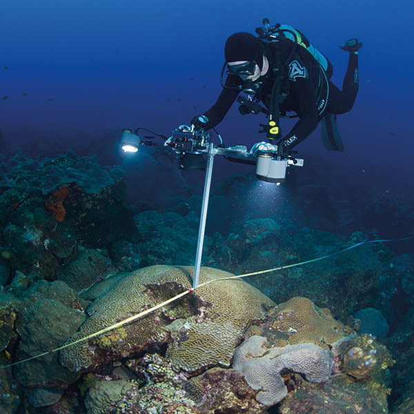 diver examining a coral head