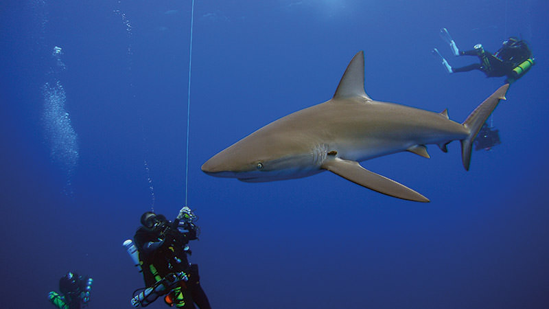 divers filmining a passing shark