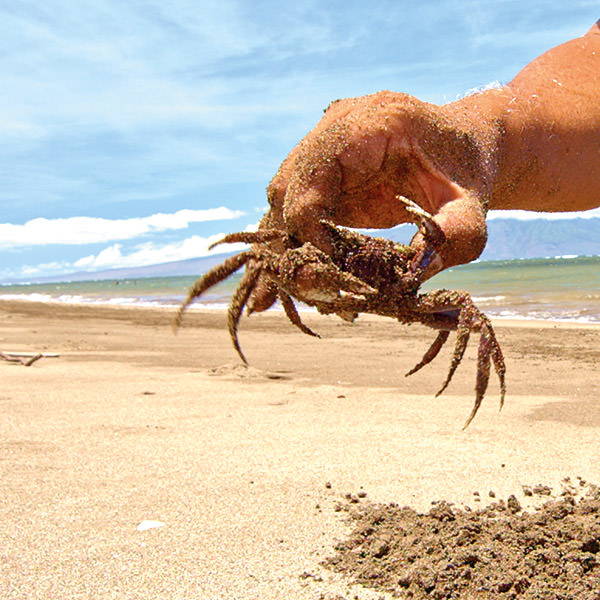 uncle sol on the beach holding a ghost crab