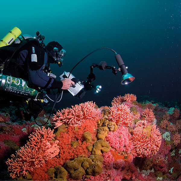 diver photo graphing a coral reef