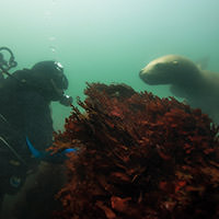seal and diver looking at each other