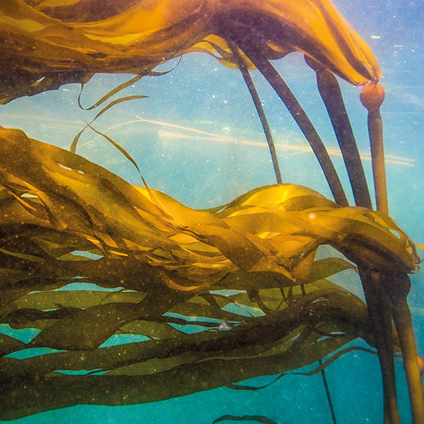 bull kelp floating in the water