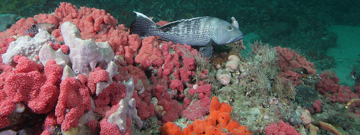 black seabass resting on a live bottom reef