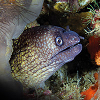 a moray eel poking its head out of its hiding place