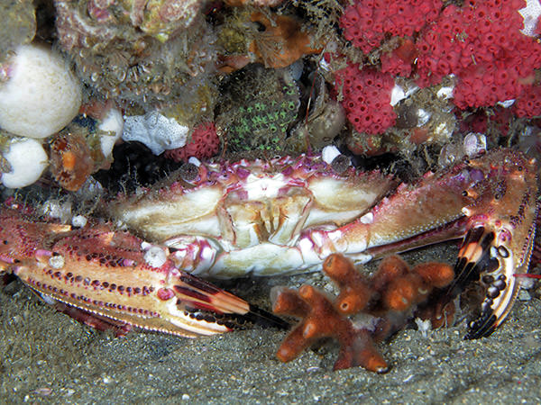 a crab hide in a live bottom reef