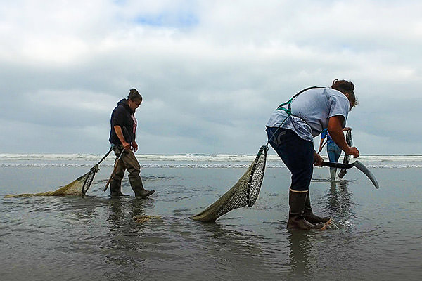 members of the quinault nation digging for razor clams on the beach