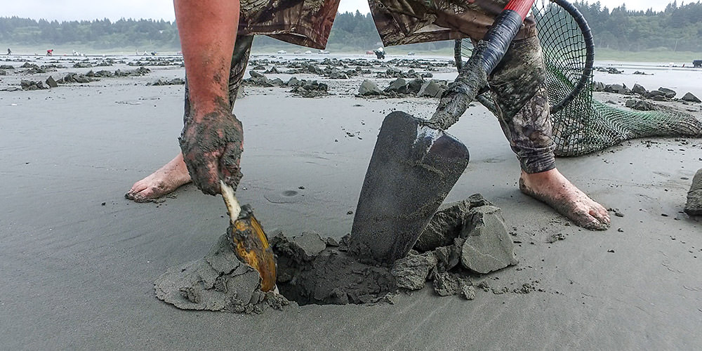 man digging a razor clam from the beach with a small shovel
