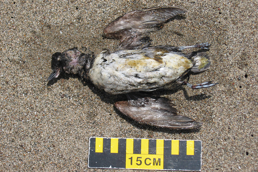 a dead bird found on the beach
