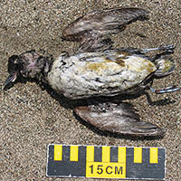 a dead bird found on the beach