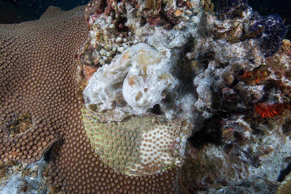 dying coral covered in a white substance