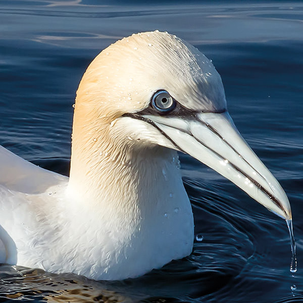 northern gannet on the water