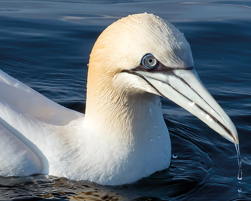 northern gannet on the water