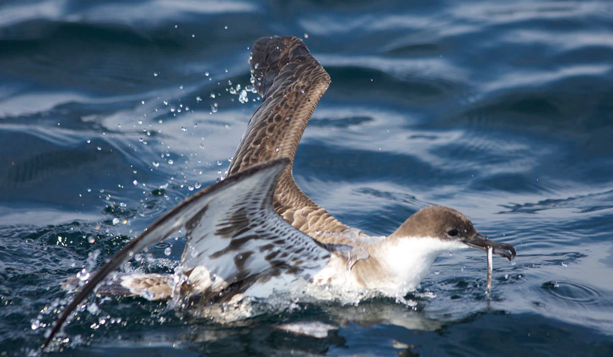 great shearwater on the water's surface with a fish in its mouth