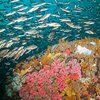a school of fish swimming over a large bank in Cordell Bank National Marine Sanctuary