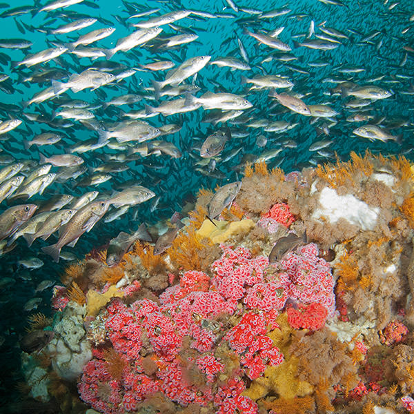 a school of fish swimming over a large bank in Cordell Bank National Marine Sanctuary