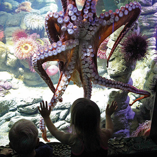 kids looking at a octopus in an aquarium