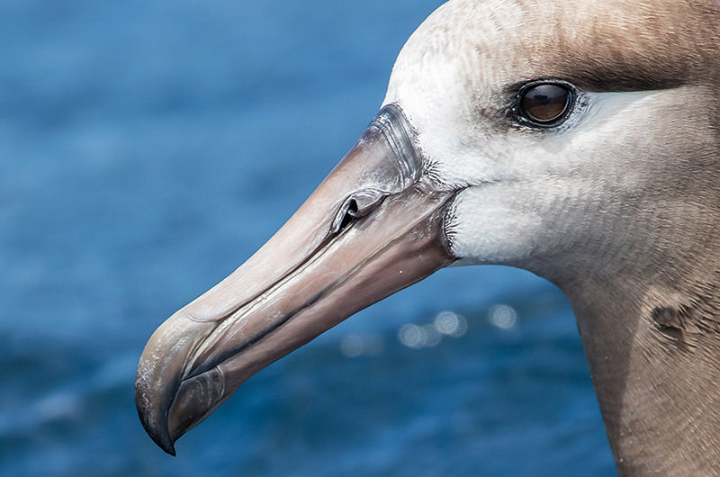 close up of a black footed albatross's beak