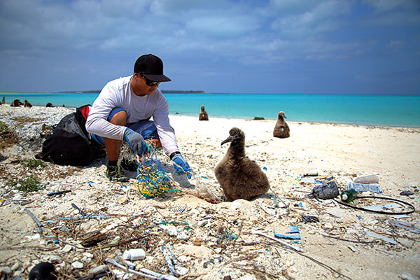 person cleaning up marine debris on a beach surrounded by Laysan albatross chicks