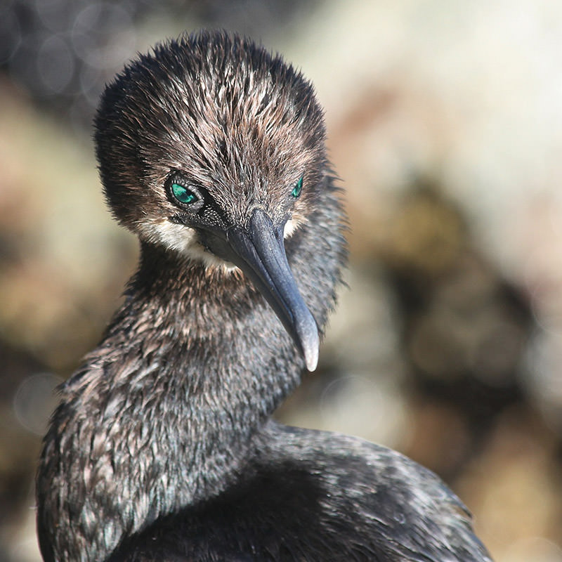 brandts cormorant