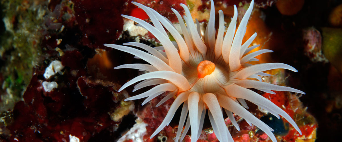 photo of anemonme up close