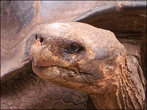 Tortoise in the galapagos