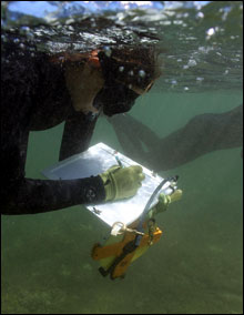 Taking notes in the water on slates and mylar.  J Coney/NOAA ONMS

