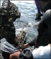 Measuring an exposed anchor on the reef at Midway Atoll.