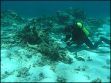 The scattered remains of a whaling vessel lie among the coral patch reefs and sandy depressions of the lagoon.  