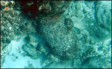 One of two cannon found in the immediate vicinity of the site, trunnion middle-right of picture, bore extending underneath another concretion of artifacts.  10cm increment scale.