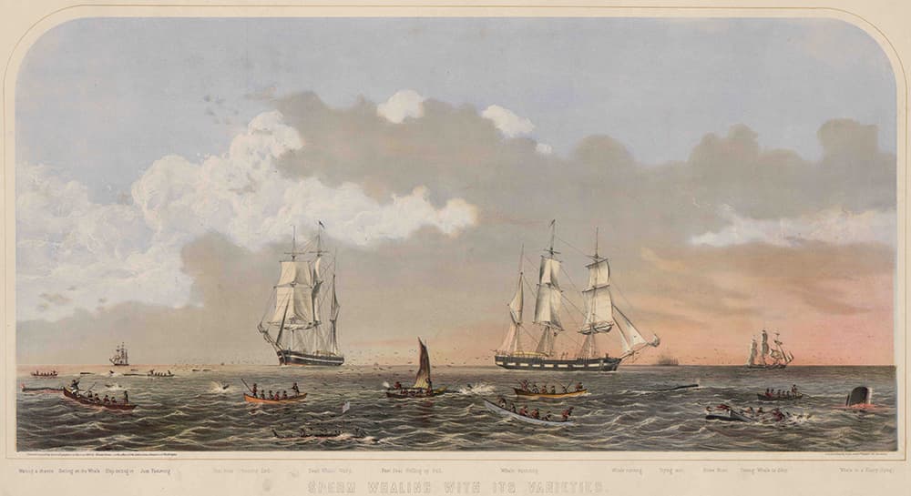 lithograph depicting sail ships and row boat hunting spearm whales with spears