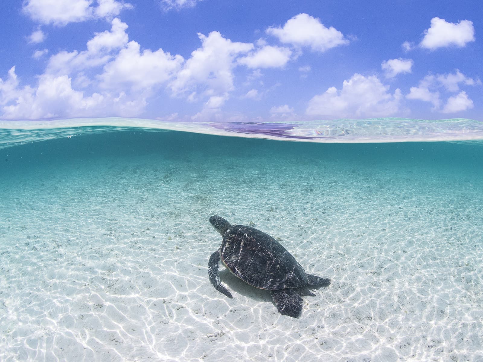 A green sea turtle swims near French Frigate Shoals