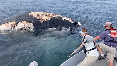 Sharks feeding on a humpback whale carcass