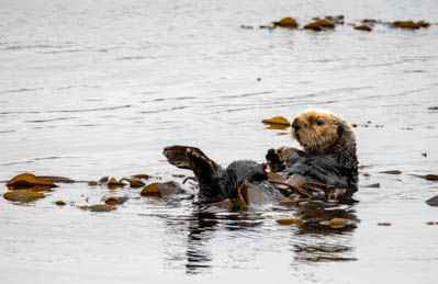 sea otter in kelp at water's surface