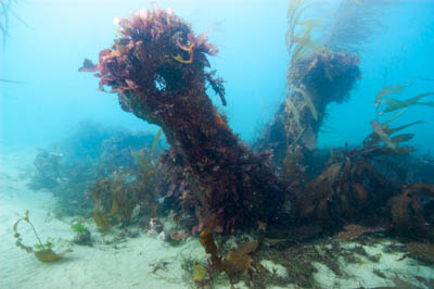 wreck of the ss san pedro at the bottom of the sea