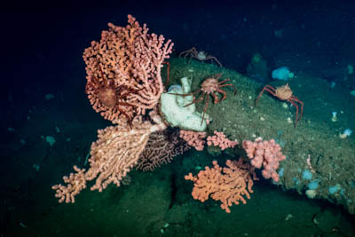 crabs covering corals and sponges