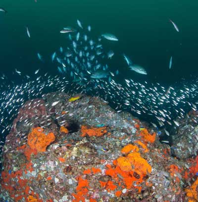 A school of fish swimming near coral