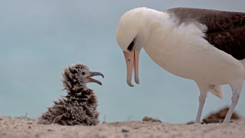 A Laysan albatross seabird on the right with white feathers checks on its chick on the left with dark gray feathers, there is a pale blue sky in the background and beige sand at their feet.