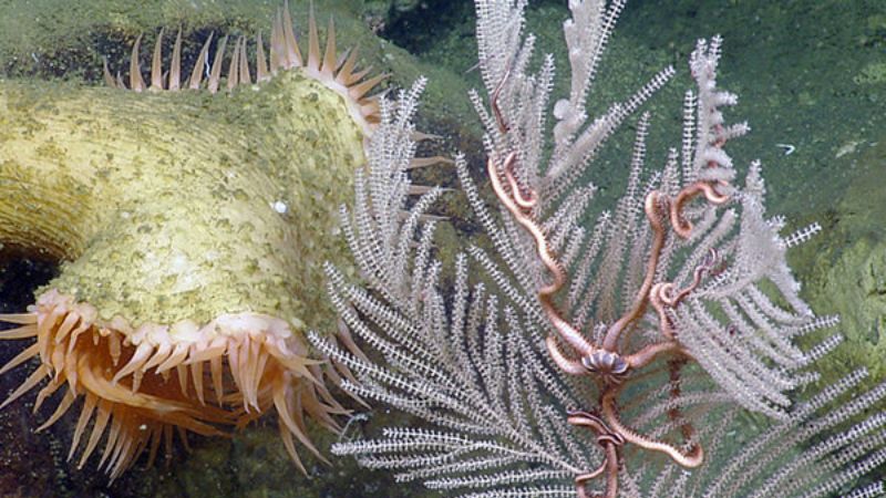 A green Venus flytrap anemone, off-white soft coral colony, and a pink brittle star are all clustered together with small fish and ocean surrounding them.