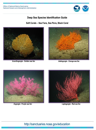 Guía de identificación de Especies de coral de aguas profundas
