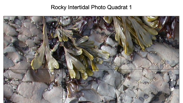 Preview of Rocky Intertidal Photo Quadrat