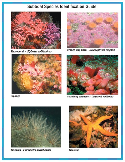 Preview of Subtidal Identification Guide