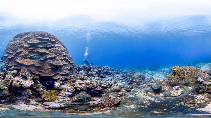 Bright blue water surrounds a diverse assortment of coral, with one massive lobe coral in the center of the image. 2 divers can be seen far off on the left side of the image, and one is closer up and next to the coral on the right.