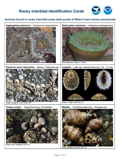Preview of Rocky Intertidal Identification Cards