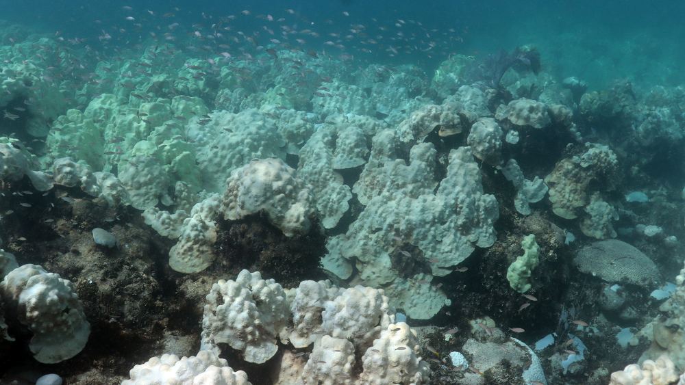 Bleached corals dominate the coral reef as a shoal of small fish swim overhead.