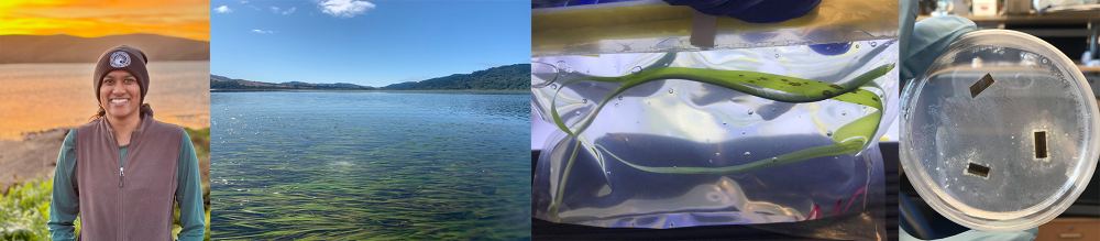 Left from Right: A female scientist of color; a scenic photo of Tomales Bay with seagrass; a close-up photo of a seagrass blade; and a piece of equipment.